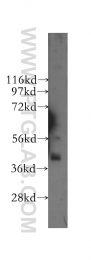 12201-1-AP - ABHD5