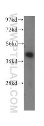 11111-1-AP - ACAA2