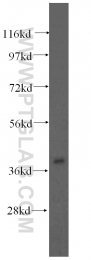 11111-1-AP - ACAA2