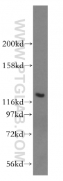 17161-1-AP - ACAD10