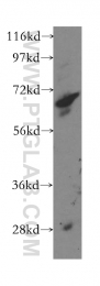 15770-1-AP - ACAD9