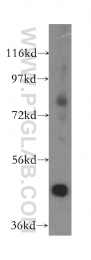 17526-1-AP - ACADL