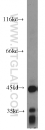 55210-1-AP - ACADM
