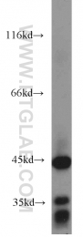 55210-1-AP - ACADM