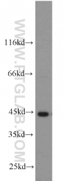 55210-1-AP - ACADM