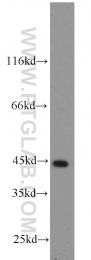 55210-1-AP - ACADM