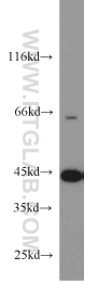 55210-1-AP - ACADM