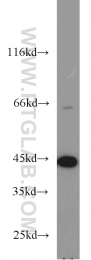 55210-1-AP - ACADM