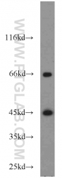 55210-1-AP - ACADM