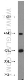 55210-1-AP - ACADM