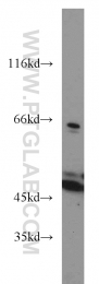 55210-1-AP - ACADM