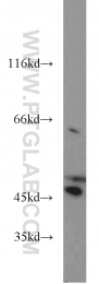 55210-1-AP - ACADM