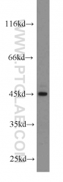 13122-1-AP - ACADSB