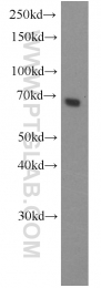 14096-1-AP - ACBD3