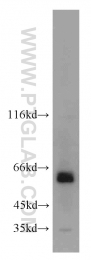 21080-1-AP - ACBD5