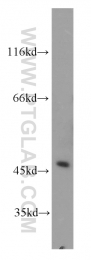 11919-1-AP - AGFG2 / HRBL