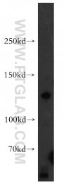 13762-1-AP - AMBRA1
