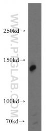 13762-1-AP - AMBRA1