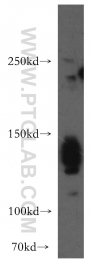 13762-1-AP - AMBRA1