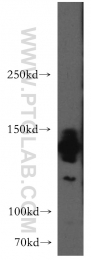 13762-1-AP - AMBRA1