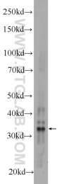 24484-1-AP - AMZ1
