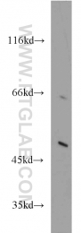 10957-1-AP - ACOX1