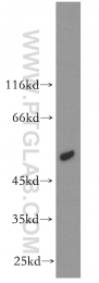 10957-1-AP - ACOX1