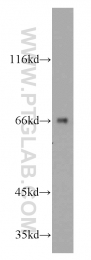 13973-1-AP - ATE1