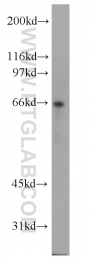 13973-1-AP - ATE1