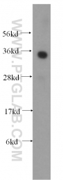 11946-1-AP - ATF1
