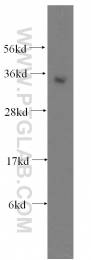11946-1-AP - ATF1
