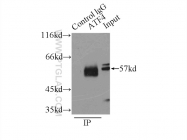 10835-1-AP - ATF4