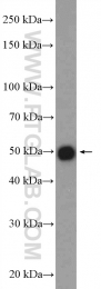 10835-1-AP - ATF4
