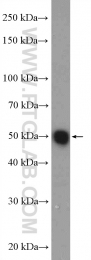 10835-1-AP - ATF4