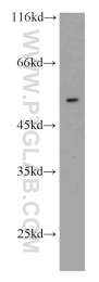 10835-1-AP - ATF4