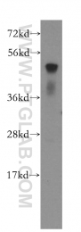 10835-1-AP - ATF4