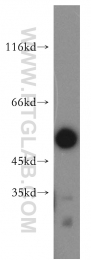 10835-1-AP - ATF4