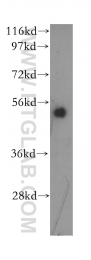 60035-1-Ig - ATF4
