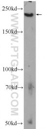 23226-1-AP - ATG2A