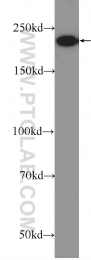 23226-1-AP - ATG2A