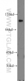 16836-1-AP - ATP1A2