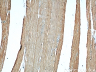 55179-1-AP - ATP1A2