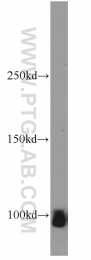 55179-1-AP - ATP1A2