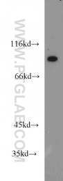 18692-1-AP - ATP4B
