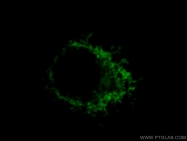 14676-1-AP - ATP synthase subunit alpha