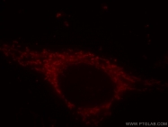 14676-1-AP - ATP synthase subunit alpha