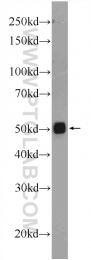 14676-1-AP - ATP synthase subunit alpha