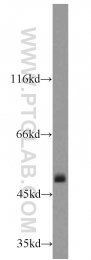 14676-1-AP - ATP synthase subunit alpha