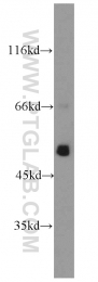 14676-1-AP - ATP synthase subunit alpha