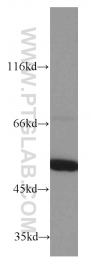 14676-1-AP - ATP synthase subunit alpha